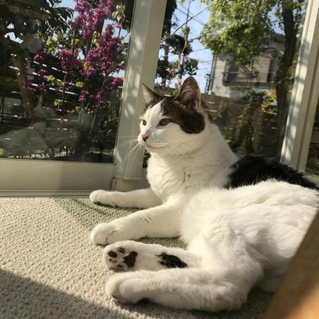 野良の母猫が連れてきてくれた子猫を保護したい！, 全く触れなかった成猫が心を開くまで, 高血圧症から愛猫が失明して…, ハイシニアの愛猫にしている“暮らしの配慮”, “ありのままの自分”を受け入れて生きる愛猫に励まされた