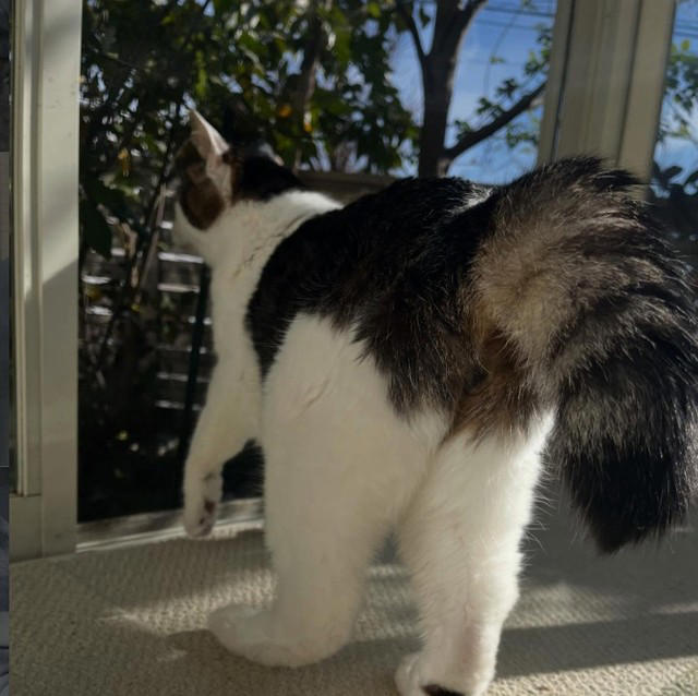 野良の母猫が連れてきてくれた子猫を保護したい！, 全く触れなかった成猫が心を開くまで, 高血圧症から愛猫が失明して…, ハイシニアの愛猫にしている“暮らしの配慮”, “ありのままの自分”を受け入れて生きる愛猫に励まされた