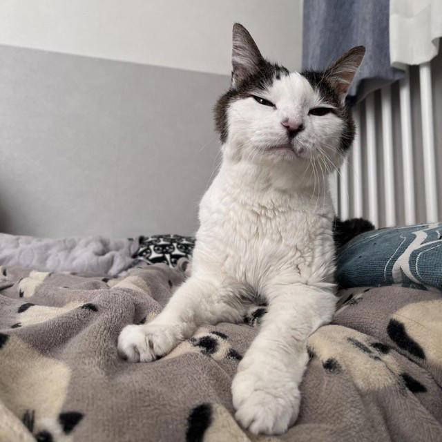 野良の母猫が連れてきてくれた子猫を保護したい！, 全く触れなかった成猫が心を開くまで, 高血圧症から愛猫が失明して…, ハイシニアの愛猫にしている“暮らしの配慮”, “ありのままの自分”を受け入れて生きる愛猫に励まされた