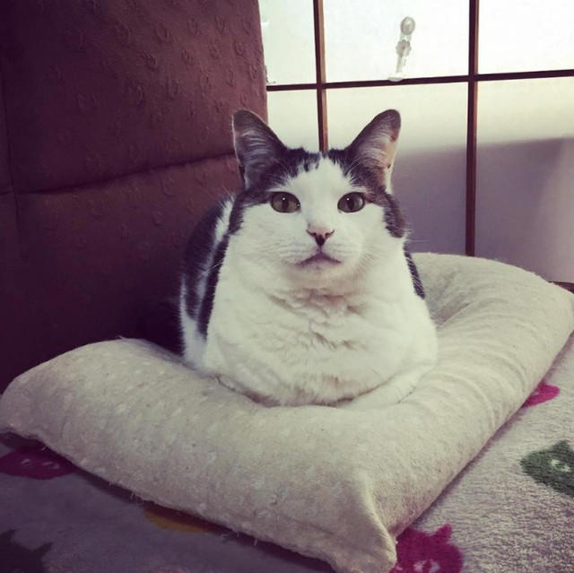 野良の母猫が連れてきてくれた子猫を保護したい！, 全く触れなかった成猫が心を開くまで, 高血圧症から愛猫が失明して…, ハイシニアの愛猫にしている“暮らしの配慮”, “ありのままの自分”を受け入れて生きる愛猫に励まされた