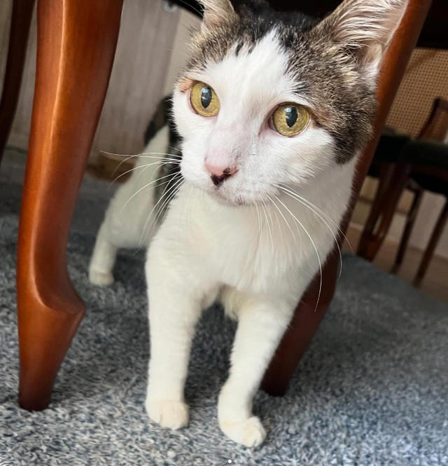 野良の母猫が連れてきてくれた子猫を保護したい！, 全く触れなかった成猫が心を開くまで, 高血圧症から愛猫が失明して…, ハイシニアの愛猫にしている“暮らしの配慮”, “ありのままの自分”を受け入れて生きる愛猫に励まされた