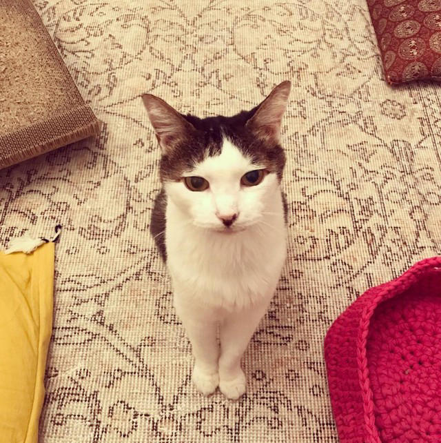 野良の母猫が連れてきてくれた子猫を保護したい！, 全く触れなかった成猫が心を開くまで, 高血圧症から愛猫が失明して…, ハイシニアの愛猫にしている“暮らしの配慮”, “ありのままの自分”を受け入れて生きる愛猫に励まされた
