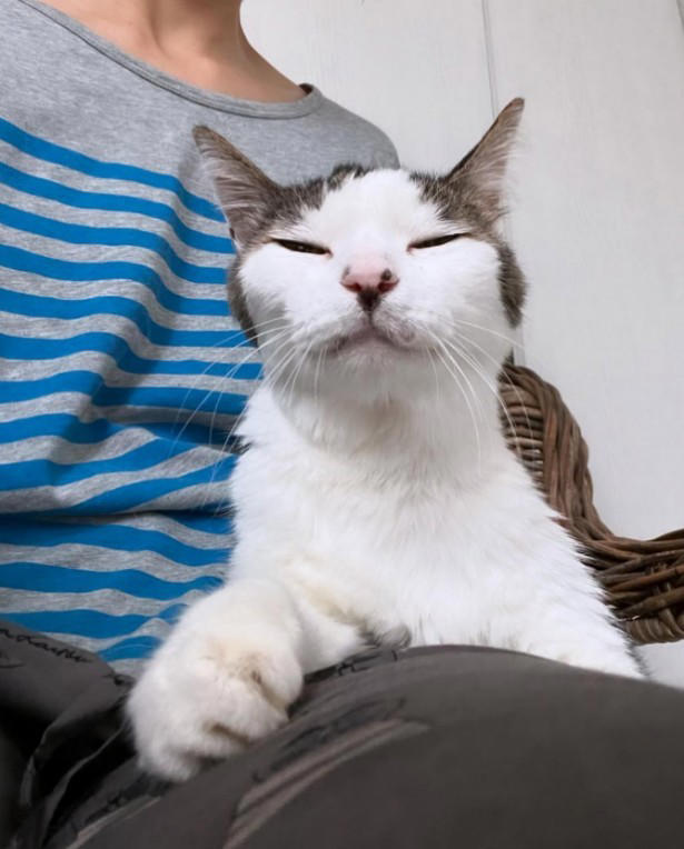 野良の母猫が連れてきてくれた子猫を保護したい！, 全く触れなかった成猫が心を開くまで, 高血圧症から愛猫が失明して…, ハイシニアの愛猫にしている“暮らしの配慮”, “ありのままの自分”を受け入れて生きる愛猫に励まされた
