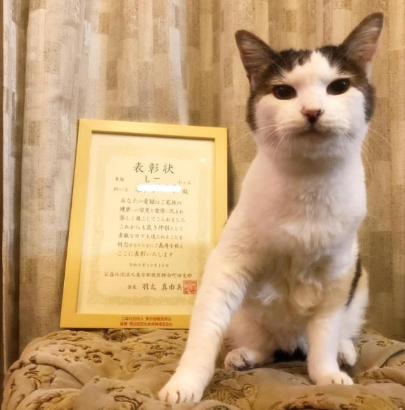 野良の母猫が連れてきてくれた子猫を保護したい！, 全く触れなかった成猫が心を開くまで, 高血圧症から愛猫が失明して…, ハイシニアの愛猫にしている“暮らしの配慮”, “ありのままの自分”を受け入れて生きる愛猫に励まされた