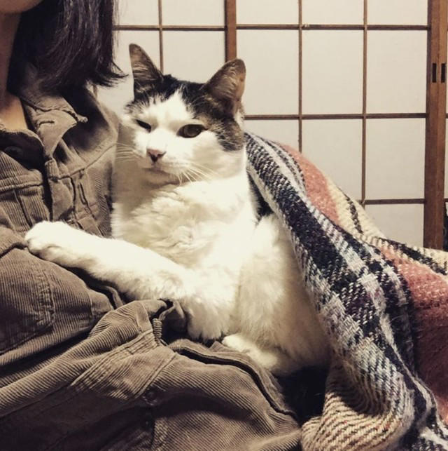 野良の母猫が連れてきてくれた子猫を保護したい！, 全く触れなかった成猫が心を開くまで, 高血圧症から愛猫が失明して…, ハイシニアの愛猫にしている“暮らしの配慮”, “ありのままの自分”を受け入れて生きる愛猫に励まされた