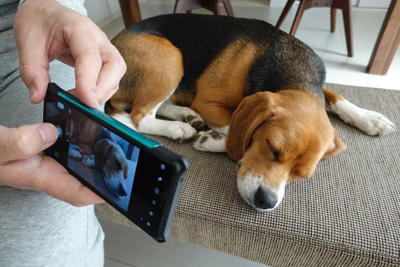 犬を「スマホで撮影」するときのNG行為3選, 1.フラッシュの使用, 2.無理なポーズの強要, 3.長時間の拘束, 犬が「撮られたくない」時に出すサイン, 愛犬に負担をかけない撮影のコツ