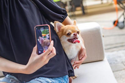 犬を「スマホで撮影」するときのNG行為3選, 1.フラッシュの使用, 2.無理なポーズの強要, 3.長時間の拘束, 犬が「撮られたくない」時に出すサイン, 愛犬に負担をかけない撮影のコツ