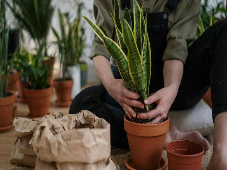 Overgrown bushes, cluttered spaces, and moist environments provide ideal hiding conditions for snakes. However, the snake plant does not grow densely or create such shelter, making it unlikely to attract snakes.