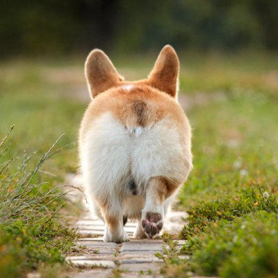 足が短い『短足な犬種』５選, 1.ダックスフンド, 2.バセットハウンド, 5.ノーリッチテリア, 足が短い犬との暮らしで飼い主が気をつけるべき対応