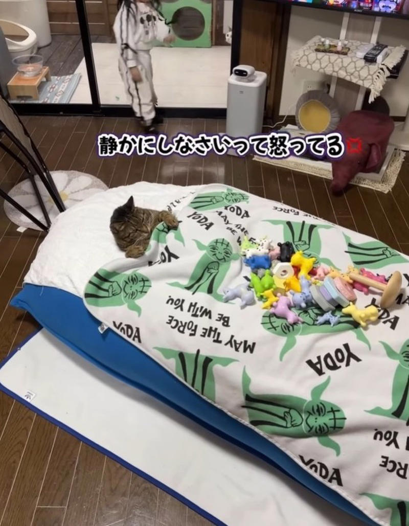 「物心ついたときから猫がいる」関係, バンくんは“お母さん役”の優しい猫, 「お姉ちゃんになる準備」成長の一コマ, 「逃げないのがすごい」反響の声, 大切にしたい「当たり前の日常」