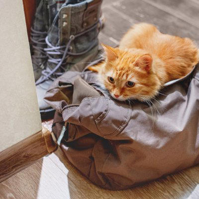 猫が飼い主の外出を察知できる5つの理由, 1.飼い主のルーティンを覚えている, 2.鋭い聴覚で聞き分ける, 3.ニオイの変化を察知している, 4.飼い主の雰囲気を感じている, 5.体内時計で時間帯を把握, 外出前に猫を安心させる接し方