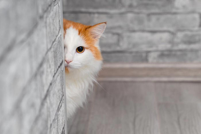 猫が飼い主の外出を察知できる5つの理由, 1.飼い主のルーティンを覚えている, 2.鋭い聴覚で聞き分ける, 3.ニオイの変化を察知している, 4.飼い主の雰囲気を感じている, 5.体内時計で時間帯を把握, 外出前に猫を安心させる接し方