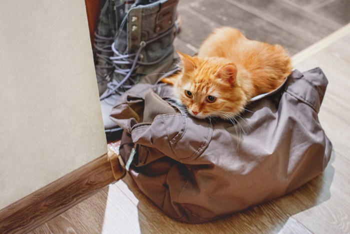 猫が飼い主の外出を察知できる5つの理由, 1.飼い主のルーティンを覚えている, 2.鋭い聴覚で聞き分ける, 3.ニオイの変化を察知している, 4.飼い主の雰囲気を感じている, 5.体内時計で時間帯を把握, 外出前に猫を安心させる接し方