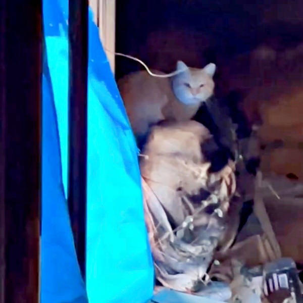 地域猫活動の中で出会った新入り猫, 廃墟での再会、そして保護へ, 夜鳴きと闘いながら築いた信頼関係, 仲間たちに慕われる“ボス”へ, 穏やかな猫生への願い