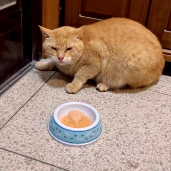 地域猫活動の中で出会った新入り猫, 廃墟での再会、そして保護へ, 夜鳴きと闘いながら築いた信頼関係, 仲間たちに慕われる“ボス”へ, 穏やかな猫生への願い