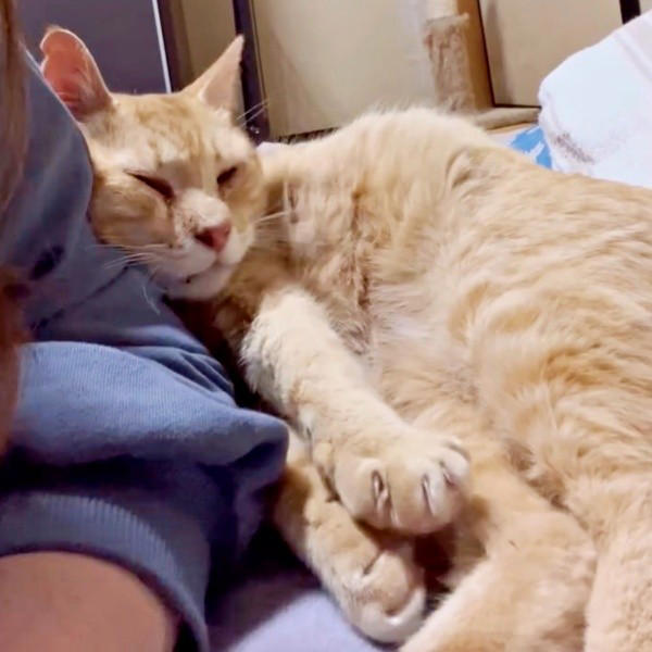 地域猫活動の中で出会った新入り猫, 廃墟での再会、そして保護へ, 夜鳴きと闘いながら築いた信頼関係, 仲間たちに慕われる“ボス”へ, 穏やかな猫生への願い