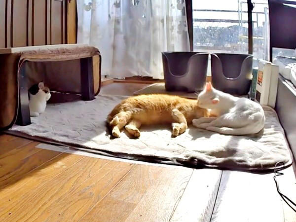 地域猫活動の中で出会った新入り猫, 廃墟での再会、そして保護へ, 夜鳴きと闘いながら築いた信頼関係, 仲間たちに慕われる“ボス”へ, 穏やかな猫生への願い