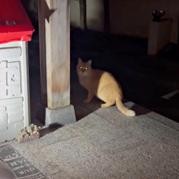 地域猫活動の中で出会った新入り猫, 廃墟での再会、そして保護へ, 夜鳴きと闘いながら築いた信頼関係, 仲間たちに慕われる“ボス”へ, 穏やかな猫生への願い