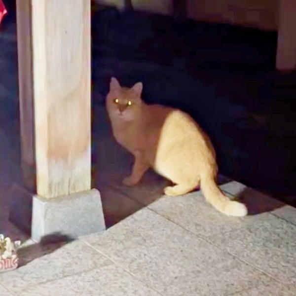 地域猫活動の中で出会った新入り猫, 廃墟での再会、そして保護へ, 夜鳴きと闘いながら築いた信頼関係, 仲間たちに慕われる“ボス”へ, 穏やかな猫生への願い