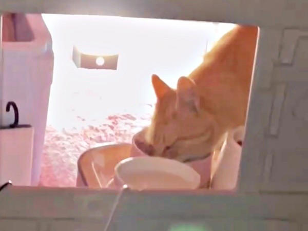 地域猫活動の中で出会った新入り猫, 廃墟での再会、そして保護へ, 夜鳴きと闘いながら築いた信頼関係, 仲間たちに慕われる“ボス”へ, 穏やかな猫生への願い