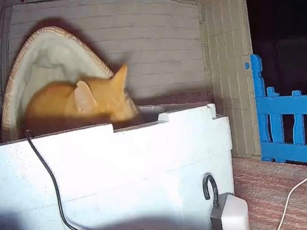 地域猫活動の中で出会った新入り猫, 廃墟での再会、そして保護へ, 夜鳴きと闘いながら築いた信頼関係, 仲間たちに慕われる“ボス”へ, 穏やかな猫生への願い