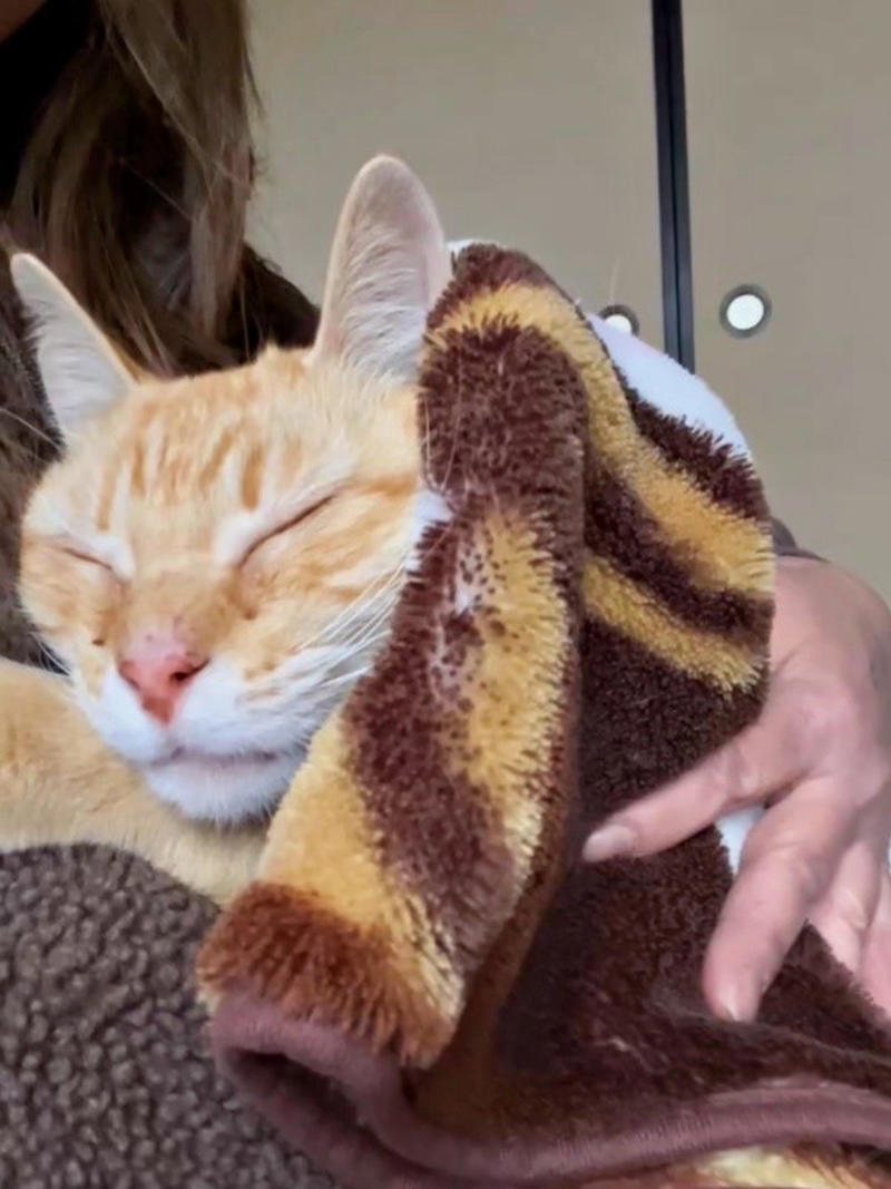 地域猫活動の中で出会った新入り猫, 廃墟での再会、そして保護へ, 夜鳴きと闘いながら築いた信頼関係, 仲間たちに慕われる“ボス”へ, 穏やかな猫生への願い