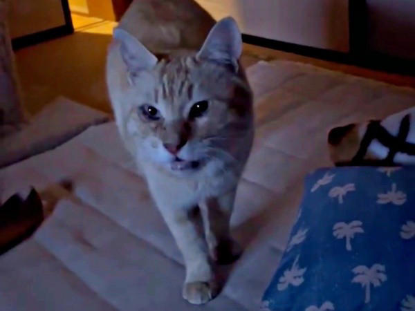 地域猫活動の中で出会った新入り猫, 廃墟での再会、そして保護へ, 夜鳴きと闘いながら築いた信頼関係, 仲間たちに慕われる“ボス”へ, 穏やかな猫生への願い