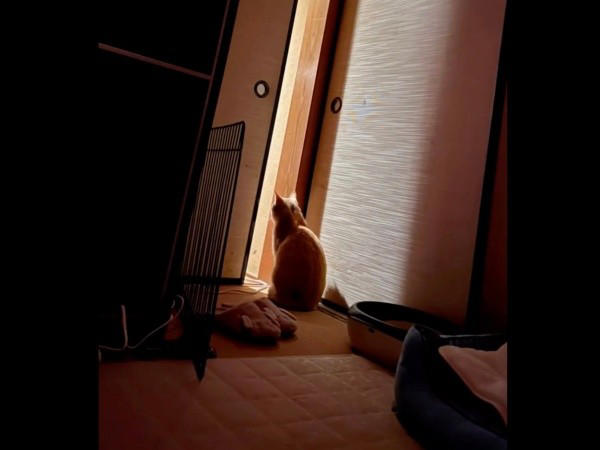 地域猫活動の中で出会った新入り猫, 廃墟での再会、そして保護へ, 夜鳴きと闘いながら築いた信頼関係, 仲間たちに慕われる“ボス”へ, 穏やかな猫生への願い