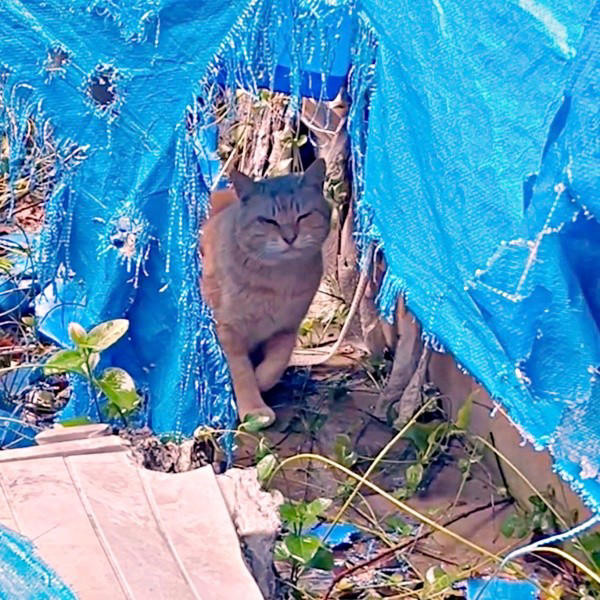 地域猫活動の中で出会った新入り猫, 廃墟での再会、そして保護へ, 夜鳴きと闘いながら築いた信頼関係, 仲間たちに慕われる“ボス”へ, 穏やかな猫生への願い