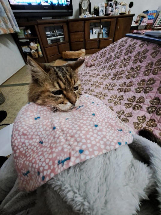 新聞で里親募集されていた“兄妹猫”を迎えて, 老いていく愛猫を精一杯、愛した日々, 亡くなる前の習慣だった“レイ散歩”, 「どんなに癒してもらったか」亡き愛猫を思い続ける毎日