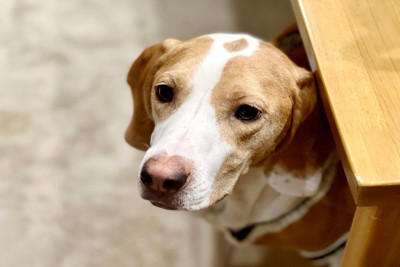 メンタルが弱い犬がみせる行動3つ, 1.音に敏感に反応する, 2.すぐに吠える, 3.物陰や飼い主の後ろに隠れる, 犬の精神面を強くする方法