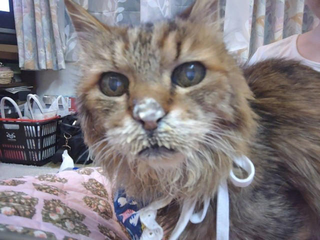 新聞で里親募集されていた“兄妹猫”を迎えて, 老いていく愛猫を精一杯、愛した日々, 亡くなる前の習慣だった“レイ散歩”, 「どんなに癒してもらったか」亡き愛猫を思い続ける毎日
