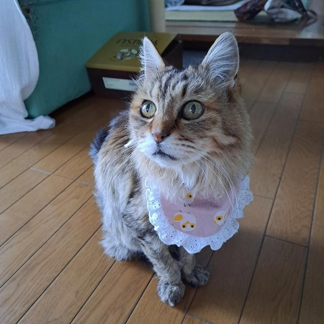 新聞で里親募集されていた“兄妹猫”を迎えて, 老いていく愛猫を精一杯、愛した日々, 亡くなる前の習慣だった“レイ散歩”, 「どんなに癒してもらったか」亡き愛猫を思い続ける毎日