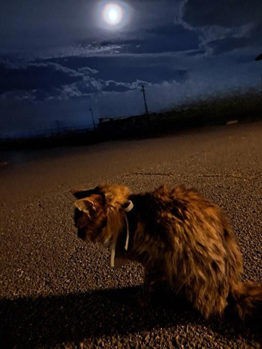 新聞で里親募集されていた“兄妹猫”を迎えて, 老いていく愛猫を精一杯、愛した日々, 亡くなる前の習慣だった“レイ散歩”, 「どんなに癒してもらったか」亡き愛猫を思い続ける毎日