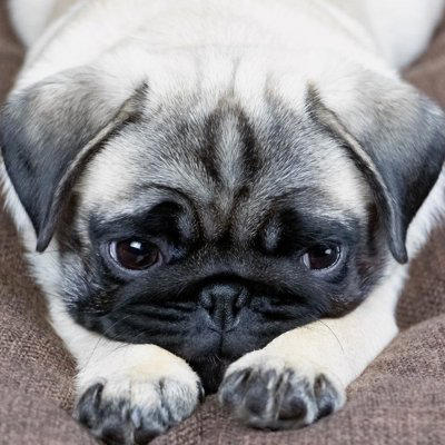 メンタルが弱い犬がみせる行動3つ, 1.音に敏感に反応する, 2.すぐに吠える, 3.物陰や飼い主の後ろに隠れる, 犬の精神面を強くする方法