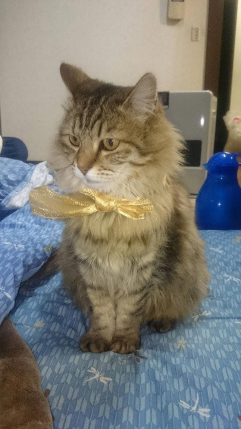 新聞で里親募集されていた“兄妹猫”を迎えて, 老いていく愛猫を精一杯、愛した日々, 亡くなる前の習慣だった“レイ散歩”, 「どんなに癒してもらったか」亡き愛猫を思い続ける毎日