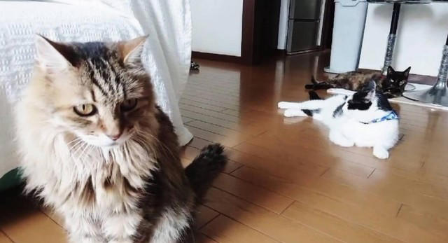 新聞で里親募集されていた“兄妹猫”を迎えて, 老いていく愛猫を精一杯、愛した日々, 亡くなる前の習慣だった“レイ散歩”, 「どんなに癒してもらったか」亡き愛猫を思い続ける毎日