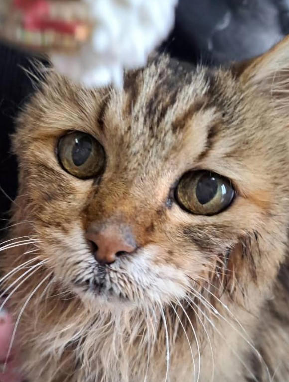新聞で里親募集されていた“兄妹猫”を迎えて, 老いていく愛猫を精一杯、愛した日々, 亡くなる前の習慣だった“レイ散歩”, 「どんなに癒してもらったか」亡き愛猫を思い続ける毎日