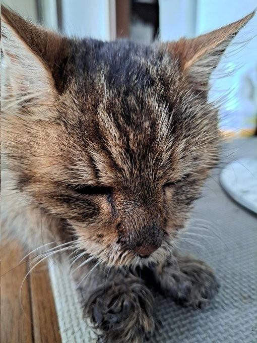 新聞で里親募集されていた“兄妹猫”を迎えて, 老いていく愛猫を精一杯、愛した日々, 亡くなる前の習慣だった“レイ散歩”, 「どんなに癒してもらったか」亡き愛猫を思い続ける毎日