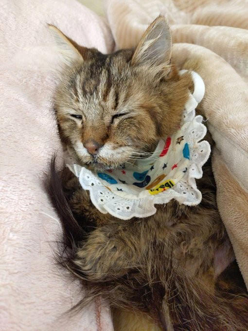 新聞で里親募集されていた“兄妹猫”を迎えて, 老いていく愛猫を精一杯、愛した日々, 亡くなる前の習慣だった“レイ散歩”, 「どんなに癒してもらったか」亡き愛猫を思い続ける毎日