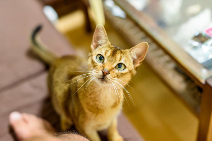 猫がする『甘えている』とは限らない行動4選, 1.後ろをついてくる, 2.ゴロゴロ音を鳴らす, 3.ふみふみする, 4.お腹を見せてくねくねする, その行動は、本当に甘えから？見極めるポイント