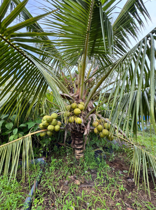 A Growing Crisis, Smallholders Need A Different Solution, IWK’s Organic Fertiliser: A Solution To The Growing Crisis, An Important Conversation On The Future