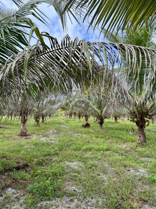 A Growing Crisis, Smallholders Need A Different Solution, IWK’s Organic Fertiliser: A Solution To The Growing Crisis, An Important Conversation On The Future