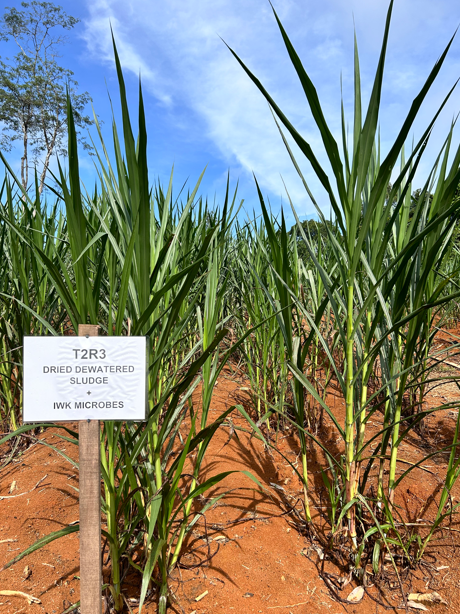 A Growing Crisis, Smallholders Need A Different Solution, IWK’s Organic Fertiliser: A Solution To The Growing Crisis, An Important Conversation On The Future