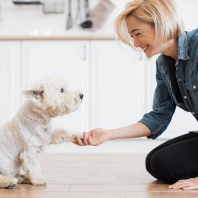 犬の『しつけが下手な人』がやりがちな絶対NG行為５選, 1.必要以上に大きな声で怒鳴りつける, 2.感情に振り回されて怒り散らす, 3.気分でルールを変えてしまう, 4.時間が経ってから叱る, 5.叱ってばかりで褒めることをしない, 信頼関係を築きながらしつけを行うポイント