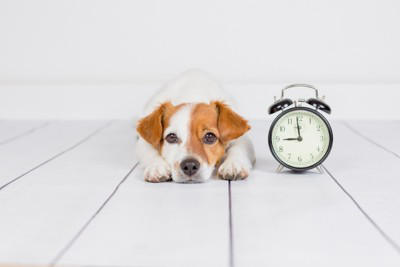 犬の『しつけが下手な人』がやりがちな絶対NG行為５選, 1.必要以上に大きな声で怒鳴りつける, 2.感情に振り回されて怒り散らす, 3.気分でルールを変えてしまう, 4.時間が経ってから叱る, 5.叱ってばかりで褒めることをしない, 信頼関係を築きながらしつけを行うポイント