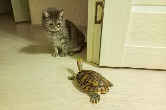 相性が悪い動物5選, 1.小型げっ歯類, 5.爬虫類・両生類, 同居するときの対策方法, それぞれの習性を知る, お試し期間を設ける, 徐々に距離を縮める