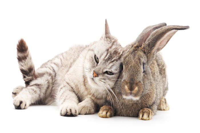 相性が悪い動物5選, 1.小型げっ歯類, 5.爬虫類・両生類, 同居するときの対策方法, それぞれの習性を知る, お試し期間を設ける, 徐々に距離を縮める