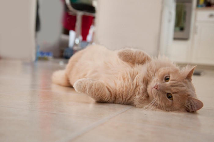 猫がする『甘えている』とは限らない行動4選, 1.後ろをついてくる, 2.ゴロゴロ音を鳴らす, 3.ふみふみする, 4.お腹を見せてくねくねする, その行動は、本当に甘えから？見極めるポイント