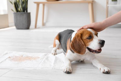 犬の『しつけが下手な人』がやりがちな絶対NG行為５選, 1.必要以上に大きな声で怒鳴りつける, 2.感情に振り回されて怒り散らす, 3.気分でルールを変えてしまう, 4.時間が経ってから叱る, 5.叱ってばかりで褒めることをしない, 信頼関係を築きながらしつけを行うポイント